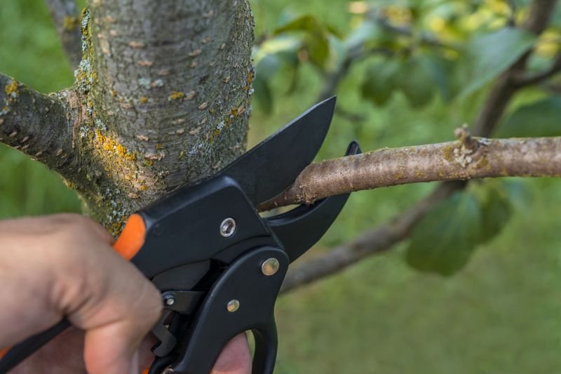 Contact About Mulberry Tree Trimming