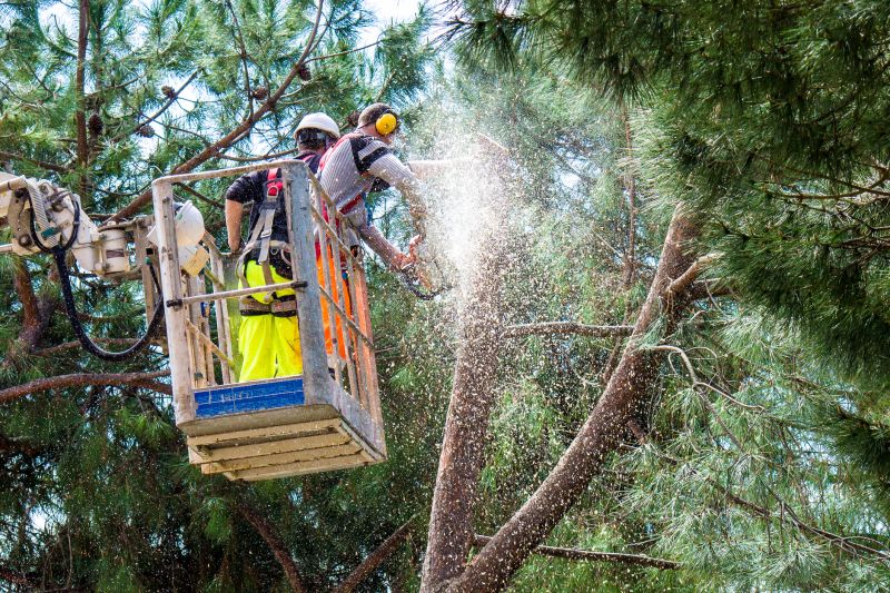 Mulberry Tree Trimming
