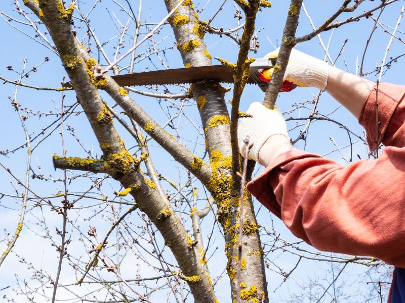 Mulberry Tree Trimming
