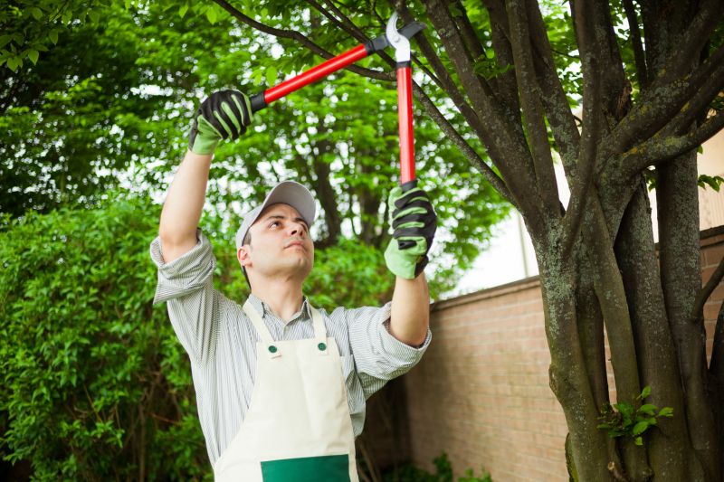 Mulberry Tree Trimming