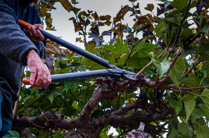 Mulberry Tree Trimming