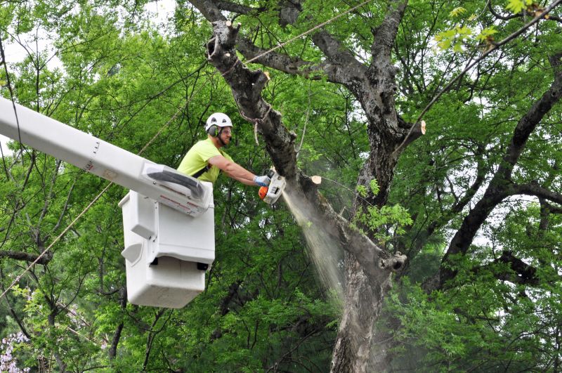 Mulberry Tree Trimming