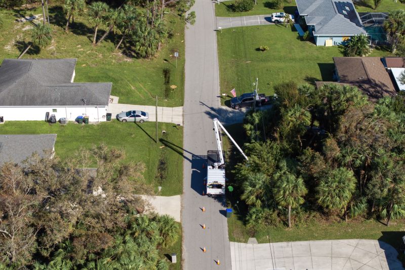 Mulberry Tree Trimming