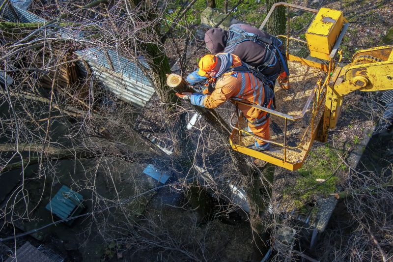 Tree Branch Cutting