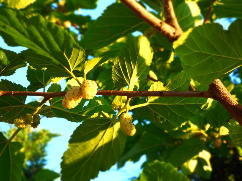 Mulberry Tree Trimming detail