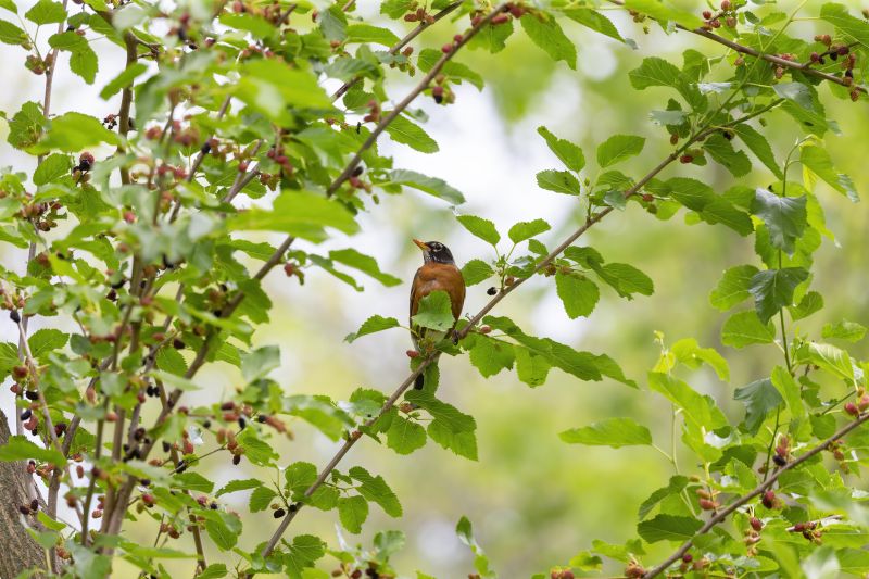 Mulberry Tree Trimming