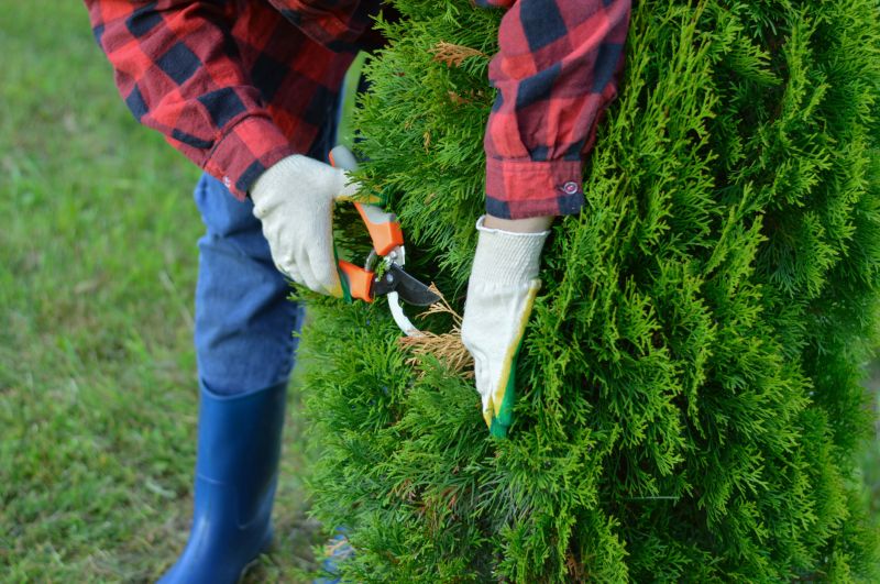 Mulberry Tree Trimming